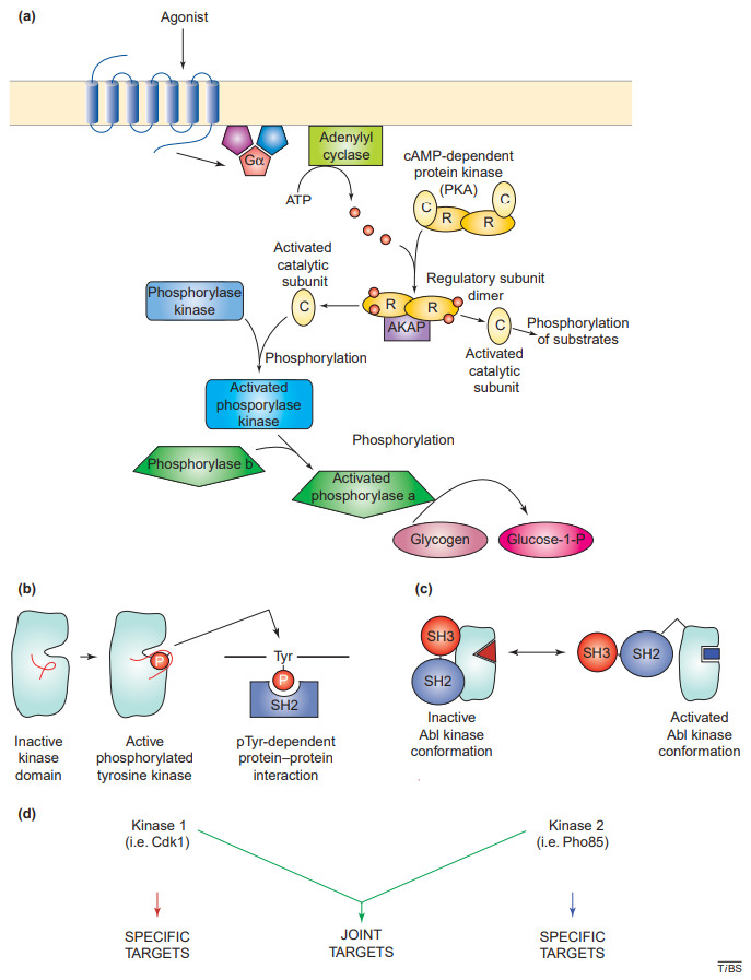 Fig 1. Past, present and future themes in protein phosphorylation.