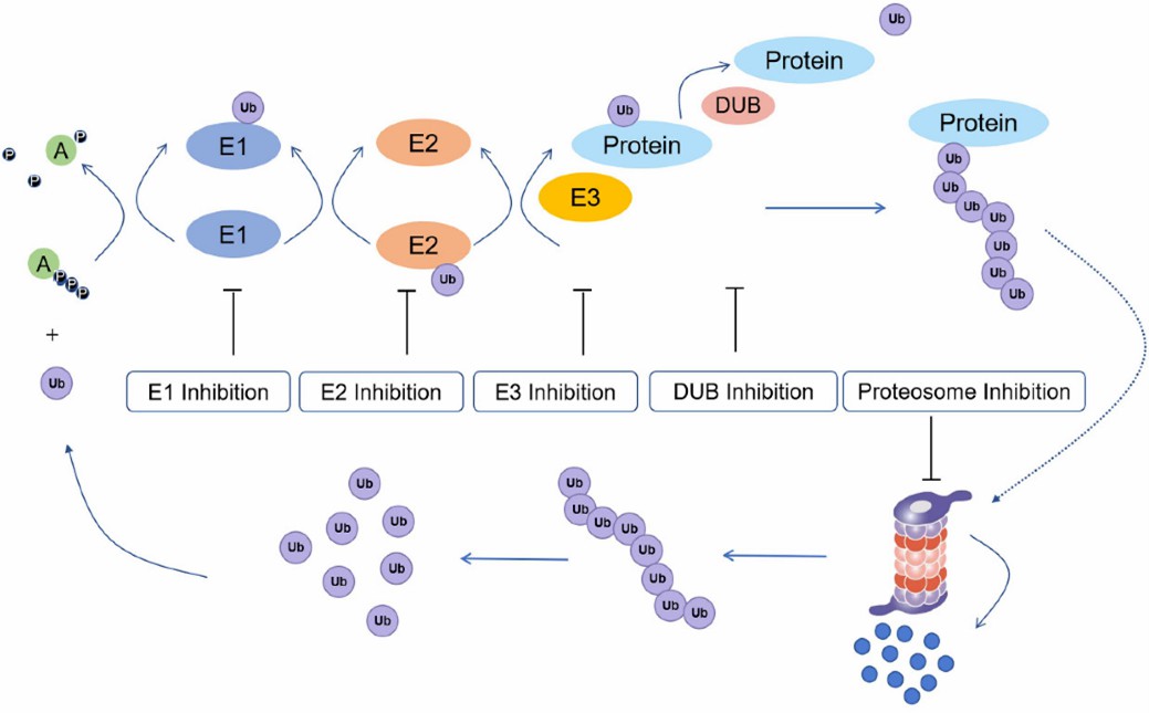 Fig 1. Ubiquitination process and potential drug inhibition targets (E1: ubiquitin-activating enzyme; E2: ubiquitin conjugating enzyme; E3: ubiquitin protein ligase; Protein: substrate/target protein; DUB: deubiquitinating enzyme).