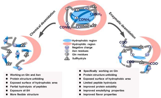 Fig 1. Deamination mechanism by chemical and PG methods and its effect on protein properties.