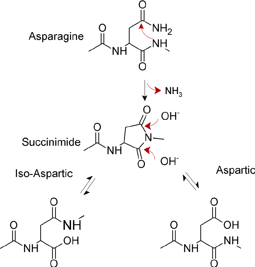 Fig 2. Mechanism for spontaneous deamidation of internal asparagine residues in proteins.