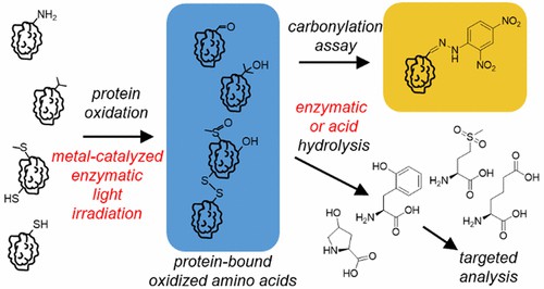 Fig 1. Analysis of Protein Oxidation in Food and Feed Products.