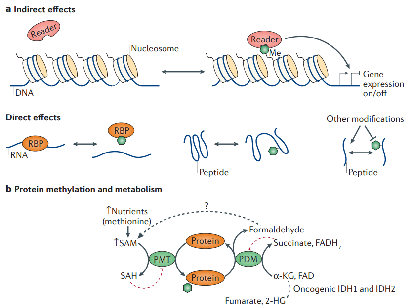 Fig 1. Interfaces between protein methylation and biological processes.