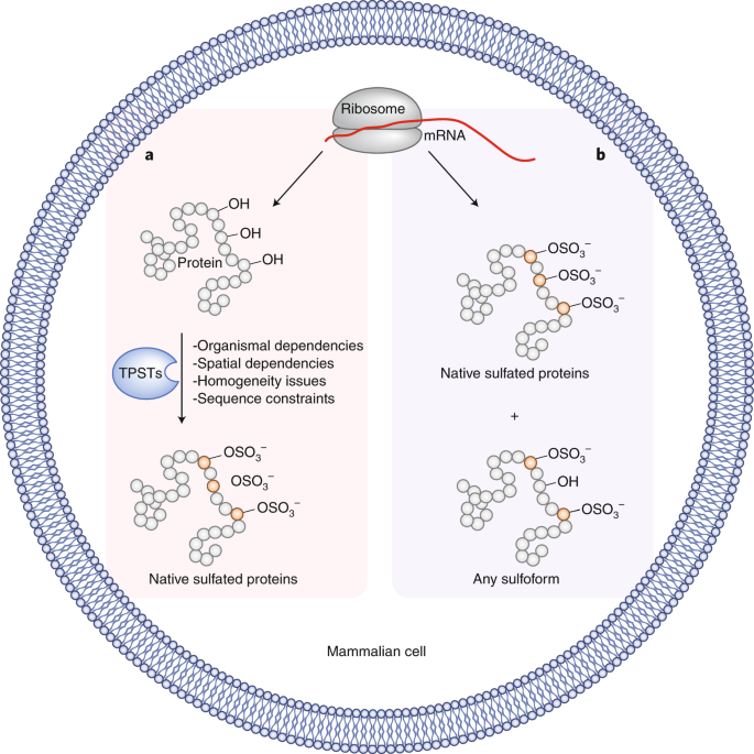 Fig 1. A new path to tyrosine sulfation.