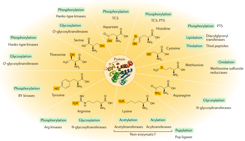 Fig 1. Protein modifications in bacteria.