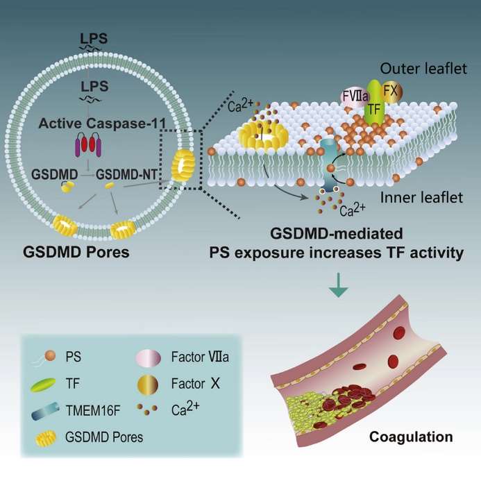 Fig 1. Bacterial Endotoxin Activates the Coagulation Cascade through Gasdermin D-Dependent Phosphatidylserine Exposure.