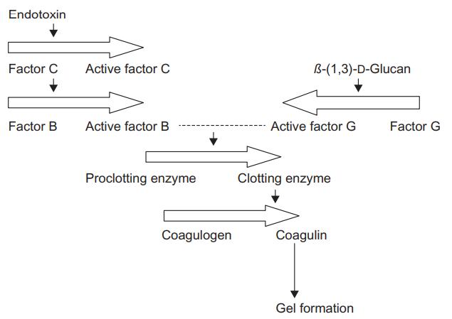 Fig 3. LAL-clotting cascade.