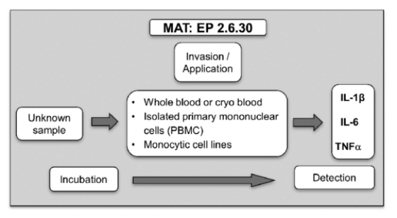 Fig 5. The biological principle of the Monocyte Activation Test as defined by the monograph 2.6.30 in the European Pharmacopoeia (EDQM, 2010).