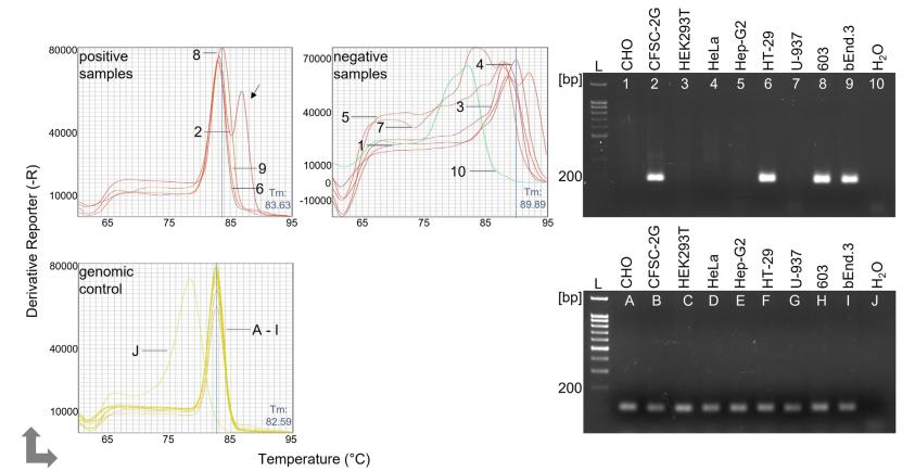 Fig 1. Detection of mycoplasma infection in different cell lines using qPCR.