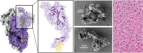 Fig 1. Probing the Biosafety of Implantable Artificial Secretory Granules for the Sustained Release of Bioactive Proteins.