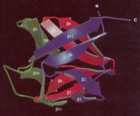 Fig 2. Schematic picture of the fl-trefoil fold of hbFGF 154 rotated 90°.