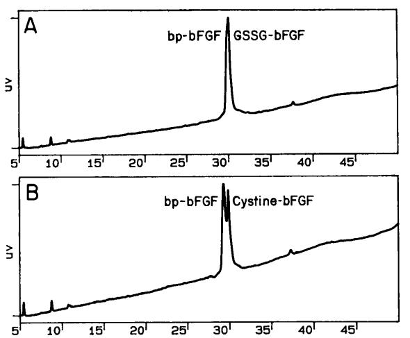 Fig 4. Reversed-phase chromatography of bovine pituitary bFGF and S-thiolated forms of recombinant bFGF.