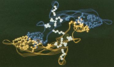 Fig 2. A Sequence comparisons and 3-D-1-D profile scores for the TGF-β superfamily.