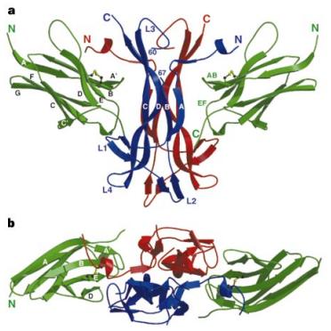 Fig 1. Overall structure of the complex with the ligandbinding domain of the TrkA receptor.