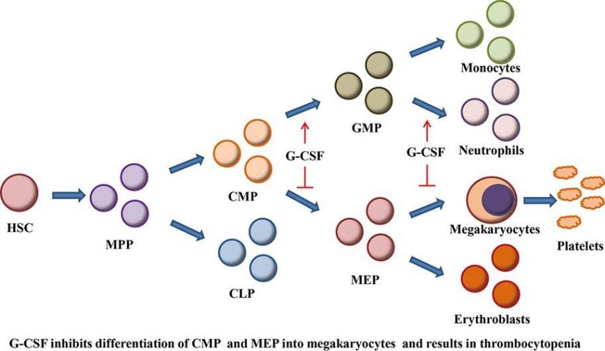 Fig 1. G-CSF administration results in thrombocytopenia by inhibiting the differentiation of hematopoietic progenitors into megakaryocytes.