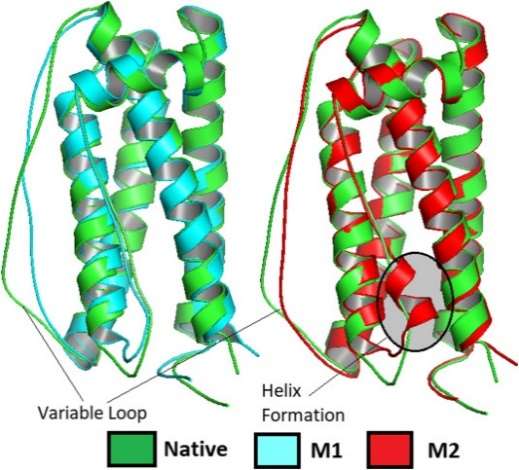 Fig 2. Overlay of wild type G-CSF (PDB Code: 1CD9) with the representative structure of most populated cluster resulted from 100 ns simulation of M1 and M2 mutant.