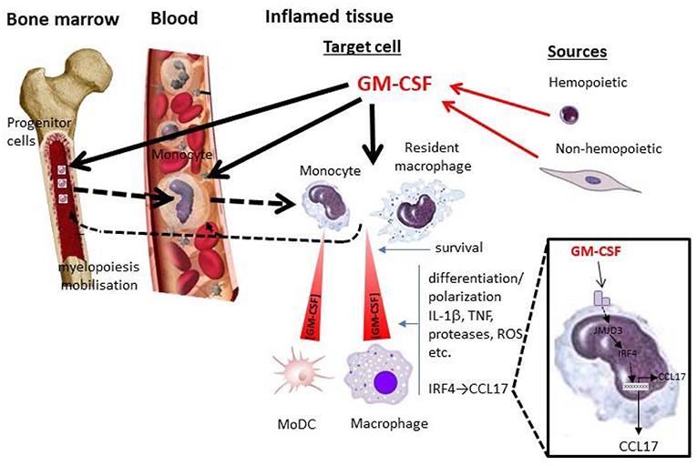 Fig 1. GM-CSF and monocytes/macrophages in inflammation.