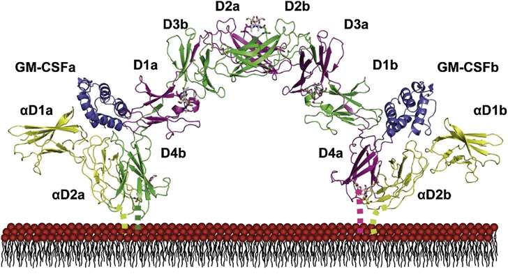 Fig 2. Structure of the GM-CSF Receptor Ternary Complex.