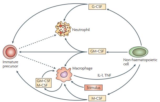 Fig 1. Proposed pro‑inflammatory ‘CSF network’.