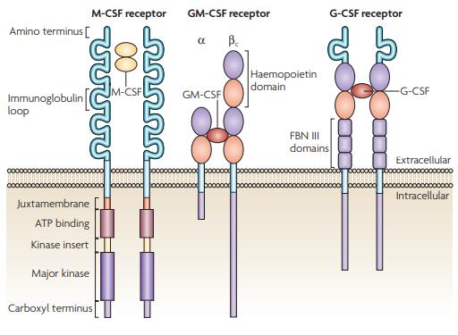 Fig 2. The structures of CSF receptors.