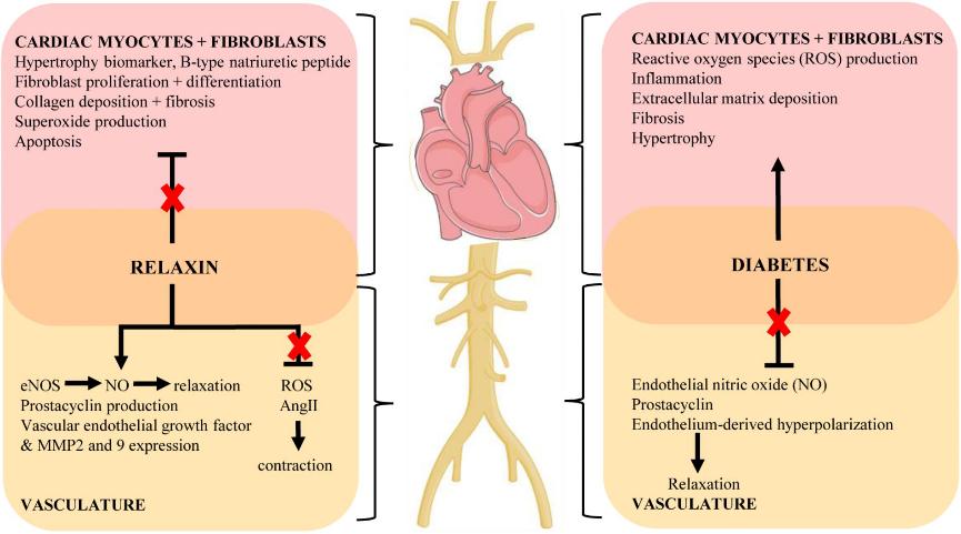 Fig 1. Key mechanisms of the cardiovascular complications of diabetes and proposed protective actions of relaxin to target these pathways (indicated by red cross).