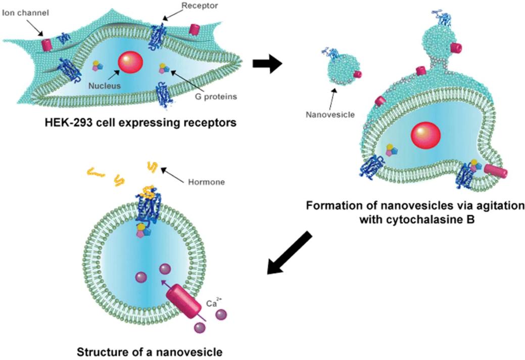 Fig 1. Schematic of the construction of human hormone receptors-carrying nanovesicles.