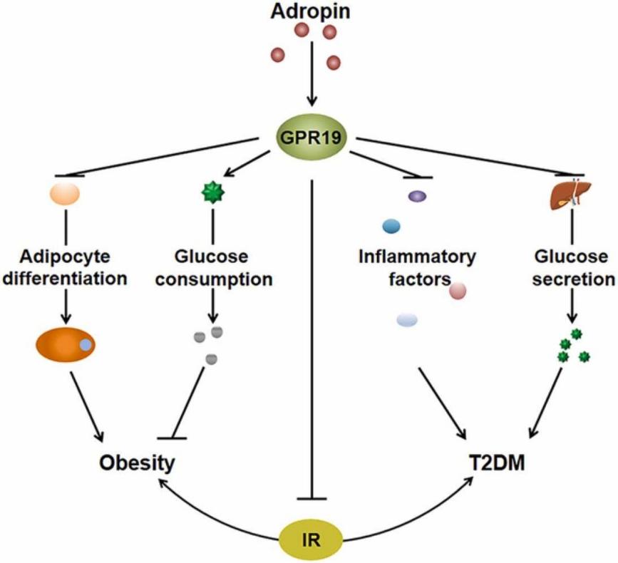 Fig 2. Adropin as an indicator of T2DM and its complications.