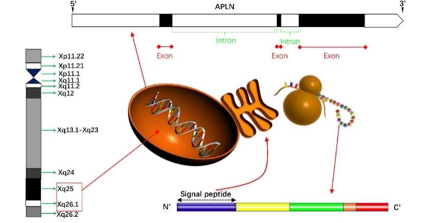 Fig 3. Schematically presentation of apelin in gene and protein.