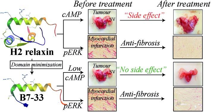 Fig 4. A single-chain derivative of the relaxin hormone ameliorates fibrosis without side-effects.