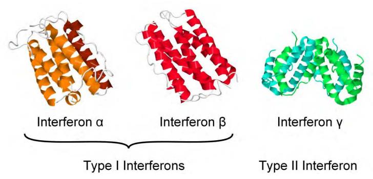 Fig 1. Interferon protein structures.