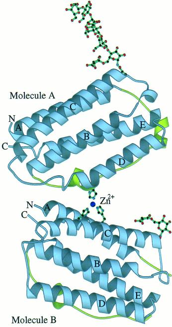 Fig 2. Schematic representation of the crystallographic dimer of huIFN-β.