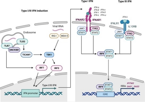 Fig 1. Overview of the type I and type III interferon (IFN) responses.