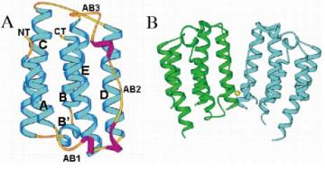 Fig 2. Molecular structure of IFN-α2b.