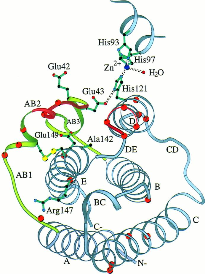 Fig 3. Ribbon diagram of huIFN-β Cα backbone with side chains of residues known to be important for activity.