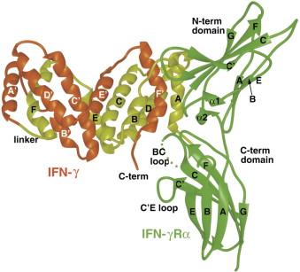 Fig 4. The Structure and Activity of a Monomeric Interferon-γ:α-Chain Receptor Signaling Complex.