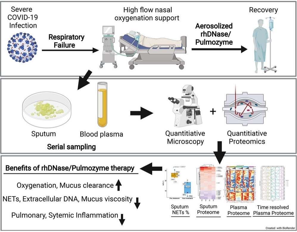 Fig 1. Proteome Profiling of Recombinant DNase Therapy in Reducing NETs and Aiding Recovery in COVID-19 Patients.