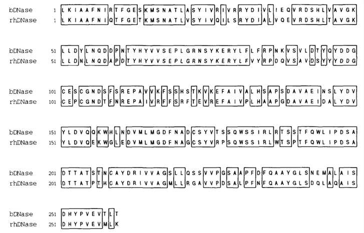 Fig 2. Amino acid sequence homology of bovine (bDNase) and recombinat human (hDNase) deoxyribonuclease l.