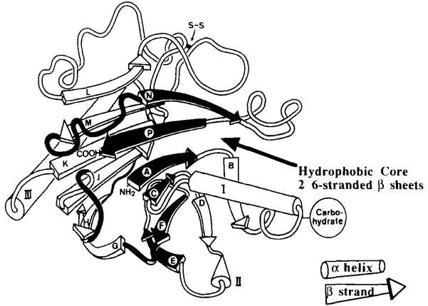 Fig 3. Ribbon diagram depicting the crystal structure of bDNase.