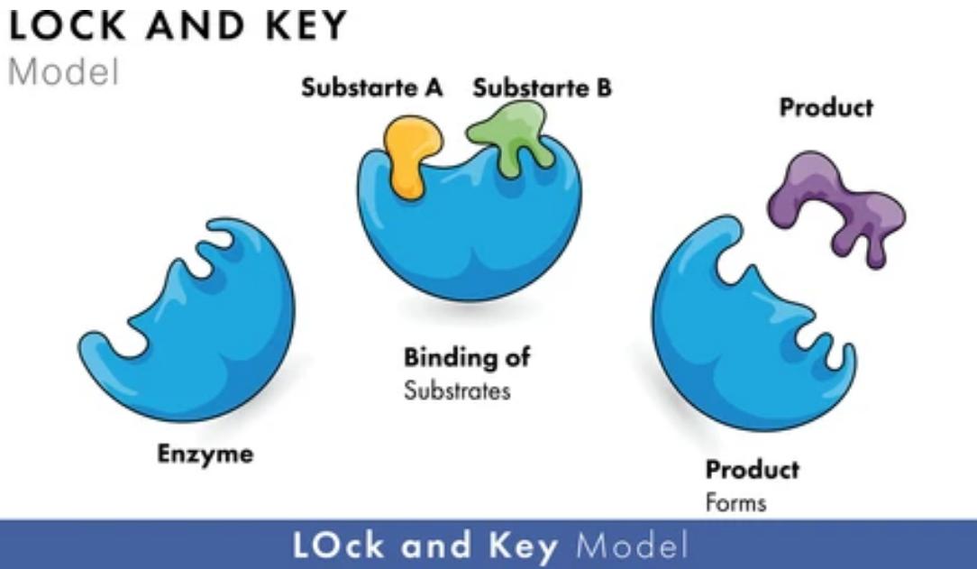 Enzyme Characterization