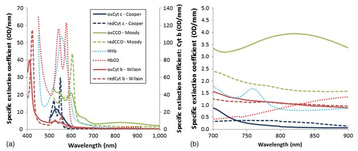 Fig 2. The extinction spectra of the absorbing cytochromes in the electron transport chain in the visible and NIR.