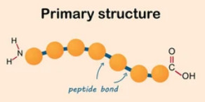 Protein primary structure.