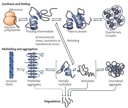 Fig 1. Overview of cellular protein aggregation.