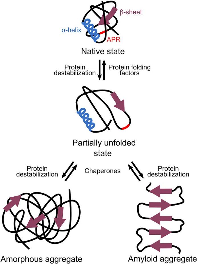 Fig 2. Different types of protein aggregations.