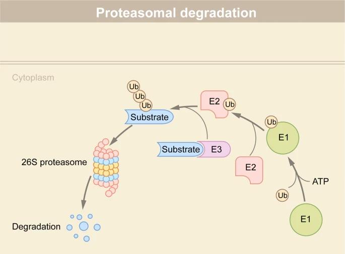 Fig 1. Protein degradation via the ubiquitin-proteasome system (UPS).