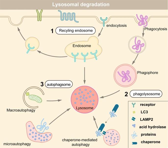 Fig 2. Protein degradation via three distinct lysosome pathways.