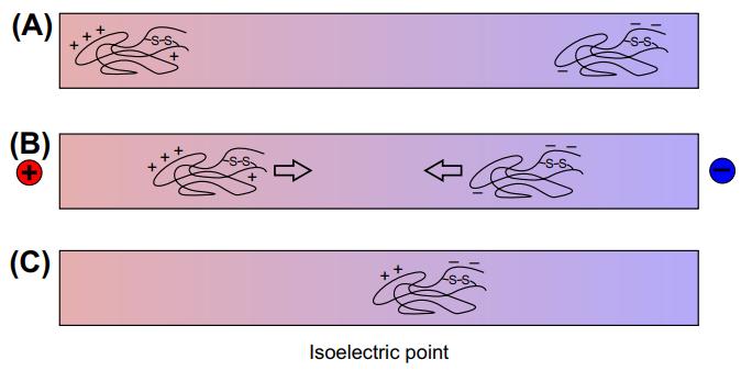 Fig 1. Isoelectric focusing.