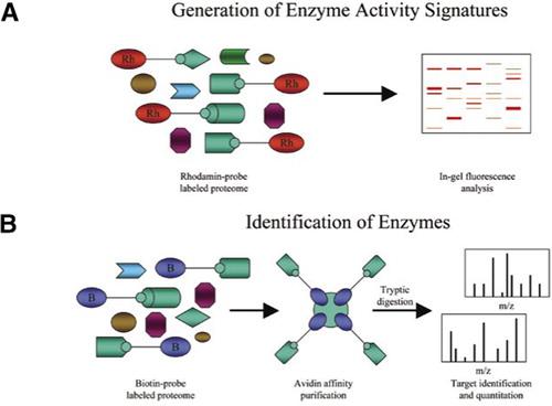 Fig 2. Combination of activity-based protein profiling (ABPP) and mass spectrometry (MS)based proteomic profiling to identify specific activities within complex human samples.