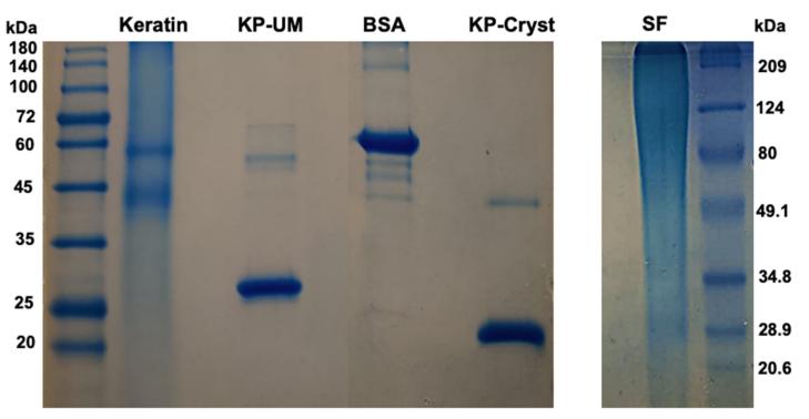 Fig 3. Protein purity analysis by SDS-PAGE in a 12.5% polyacrylamide gel.