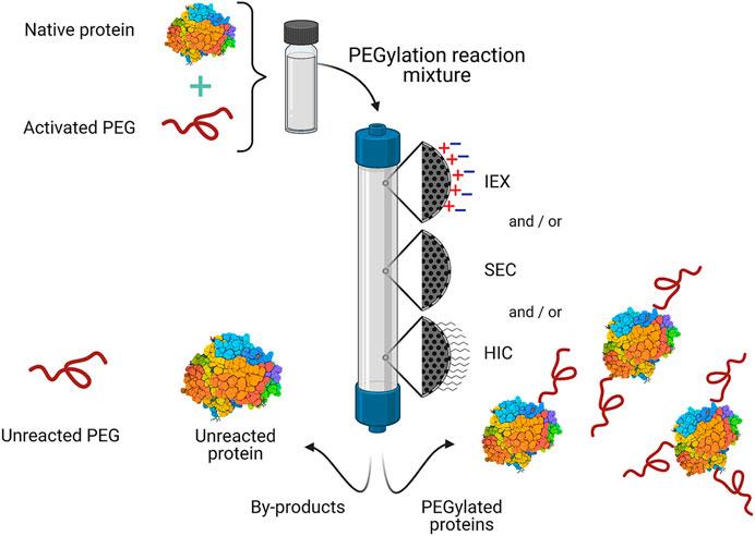 Fig 4. General scheme for the purification of commercial PEGylated proteins by chromatography. 