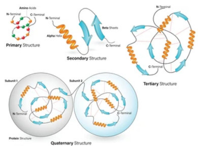 Protein Structure