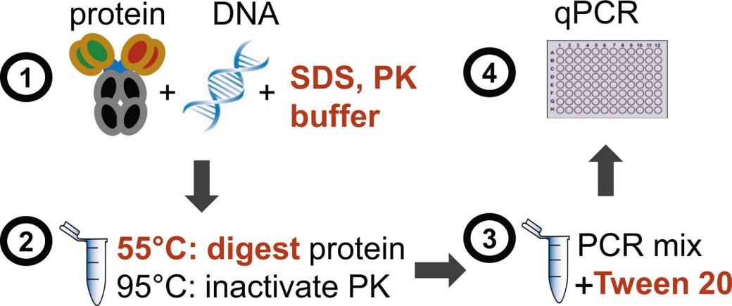 Fig 2. Direct real-time quantitative PCR for measurement of host-cell residual DNA in therapeutic proteins.